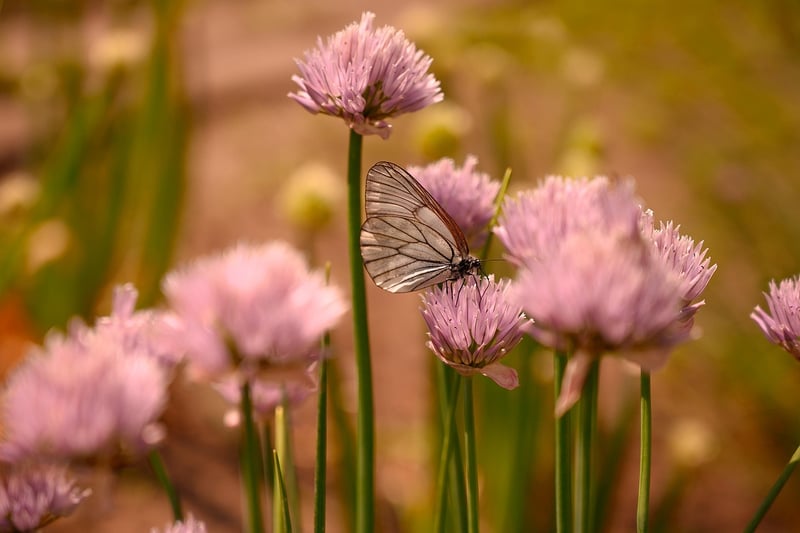 Butterfly Effect Consequences